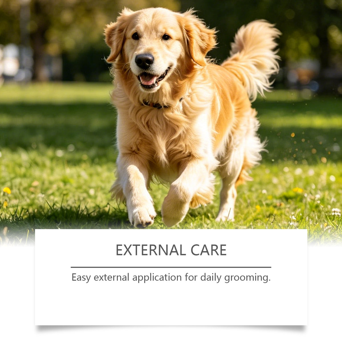 MaxandFriendsPets Pet Joint Care Drops for Dogs and Cats