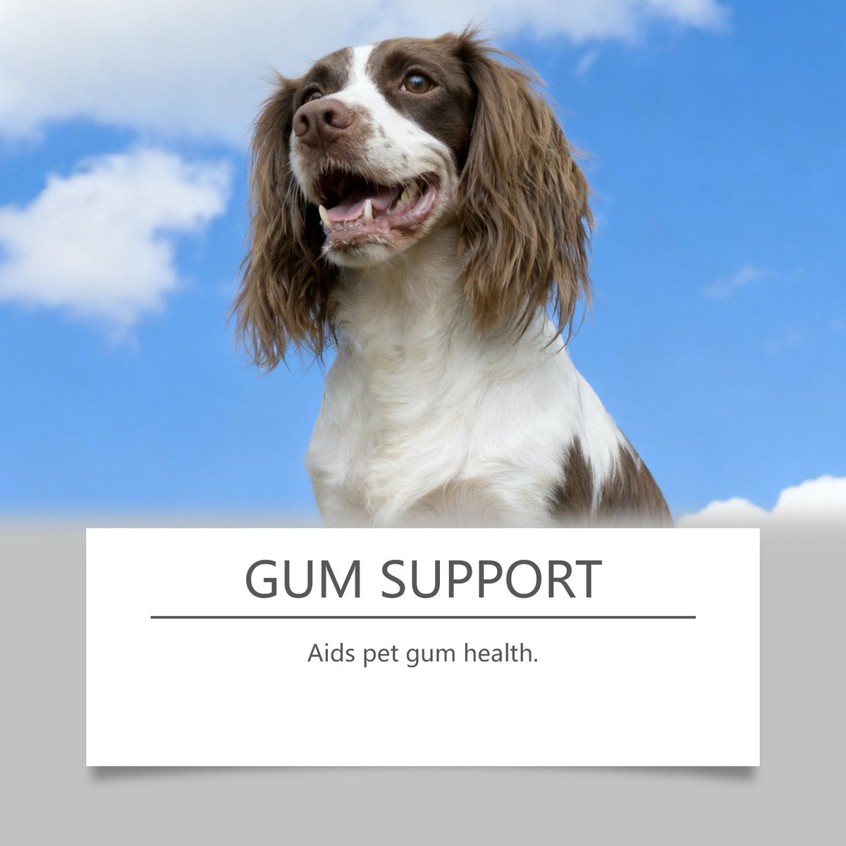 MaxandFriendsPets Pet Oral Care Solution for dogs and cats